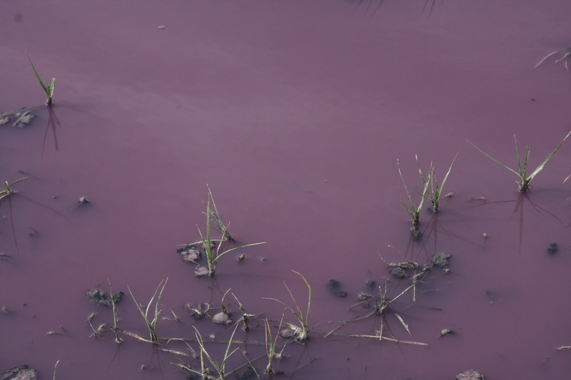 Вода в озере - цвета марганцовки. Фото Галима Габдуллина