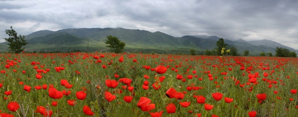 Весенняя степь. Фото с сайта vesti.kz