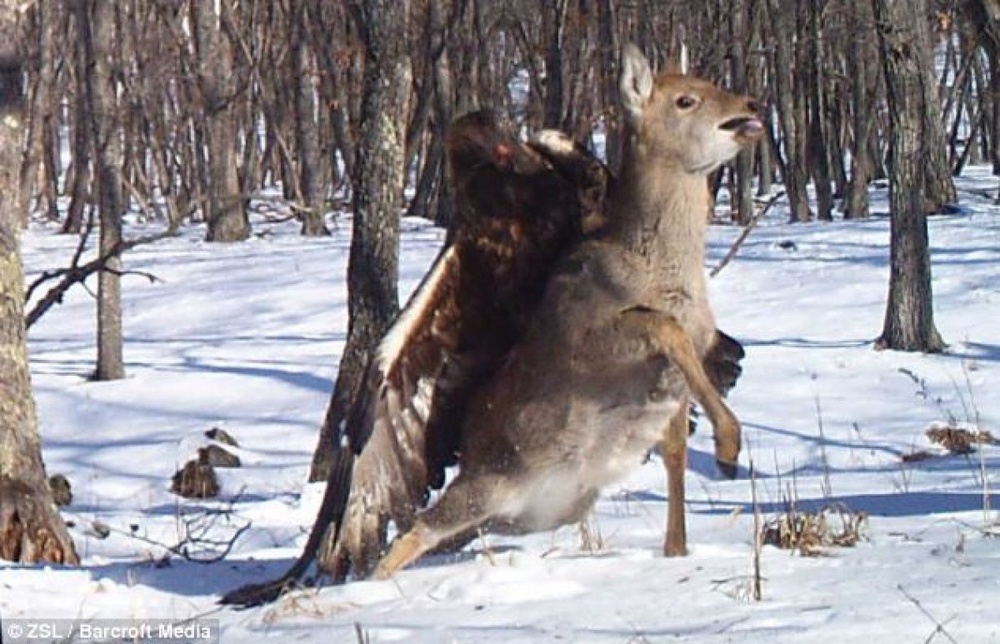 Фото с сайта raptorresearchfoundation.org