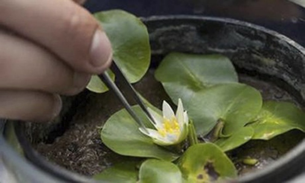 Nymphaea Thermarum. Фото: theguardian.com