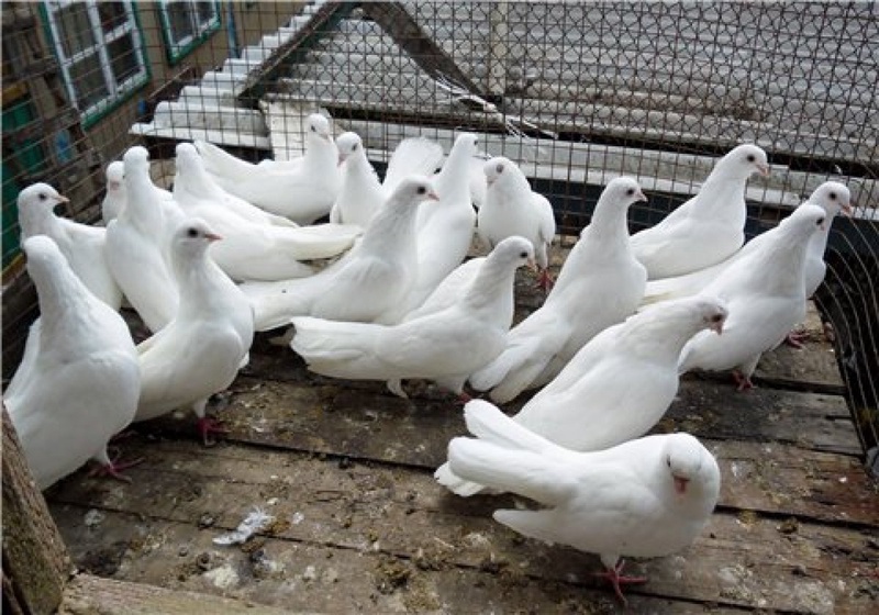 Фото с сайта homepigeons.ru