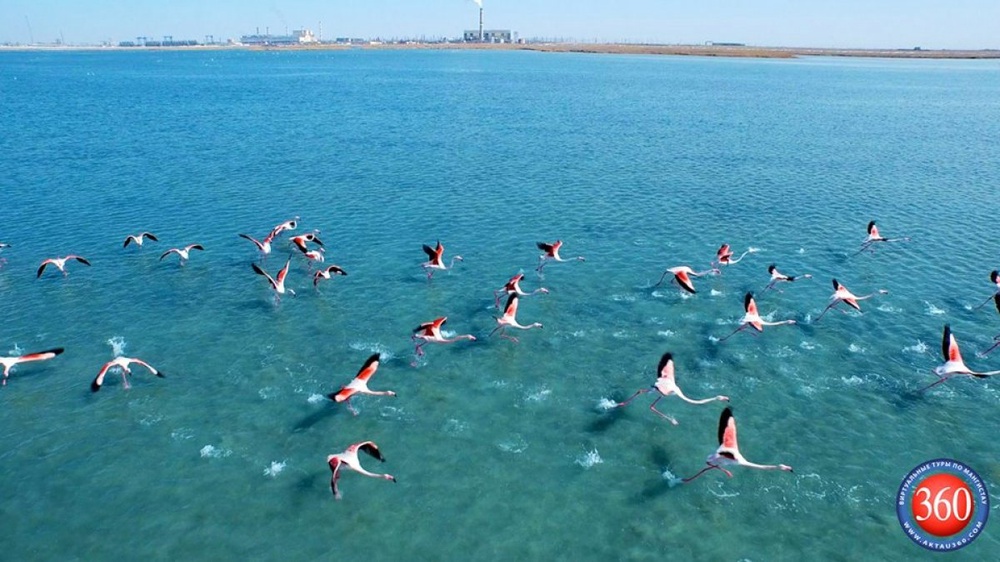 Фламинго на озере Караколь в пригороде Актау. Фото Влада Ротмистрова. www.aktau360.com 