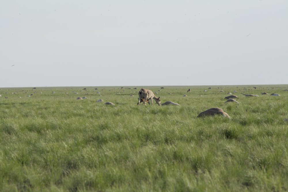 Фото с сайта mgov.kz