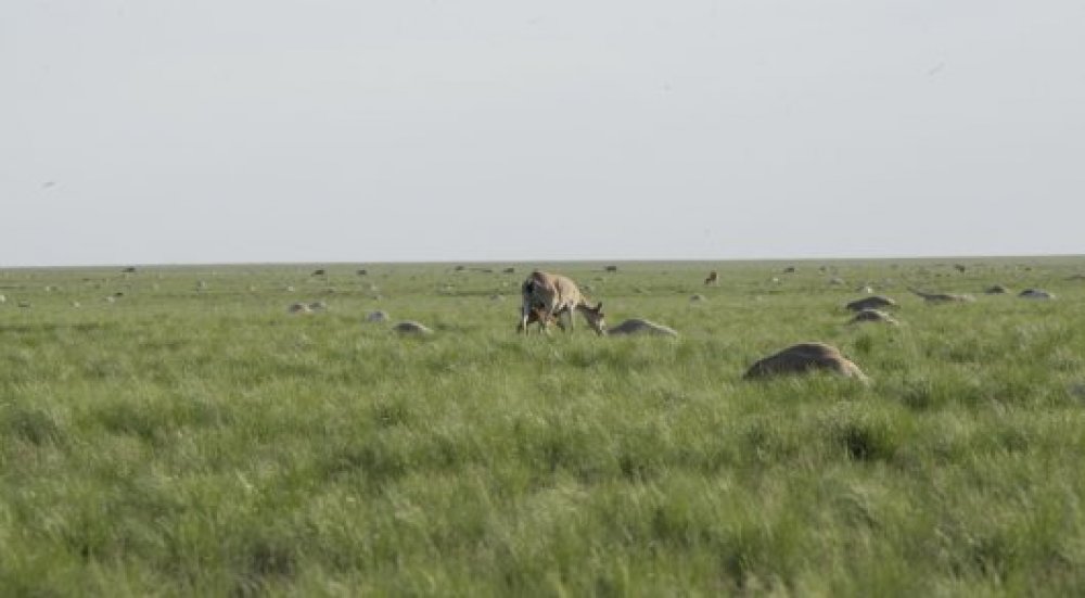 Фото с сайта mgov.kz