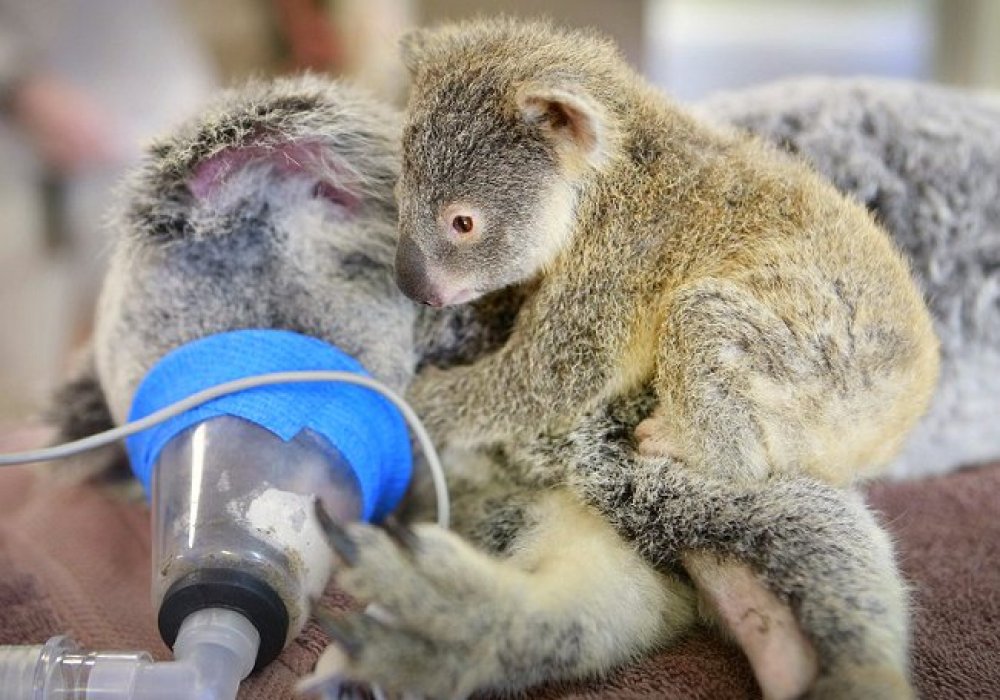 © Australia Zoo Wildlife Hospital