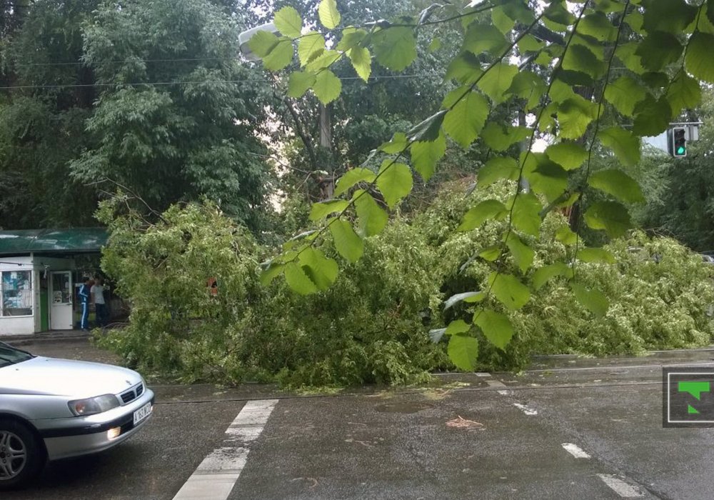 Ветка, придавившая двух человек, упала на проезжую часть. Фото © Tengrinews.kz