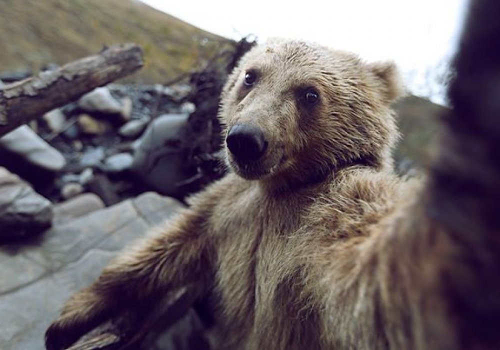 "Наконец, я выбрался на природу". © boredpanda.com 