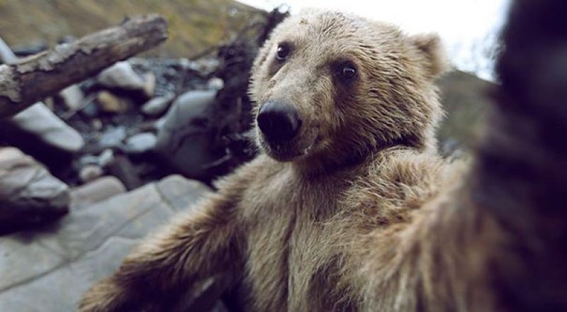 "Наконец, я выбрался на природу". © boredpanda.com 