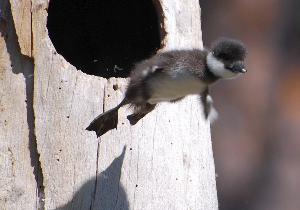 Первый полет. © naturen-ar-fantastisk.blogspot.lt