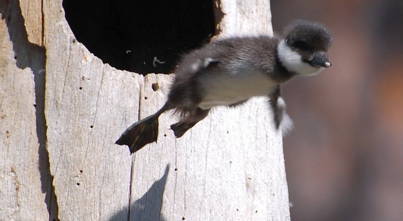 Первый полет. © naturen-ar-fantastisk.blogspot.lt