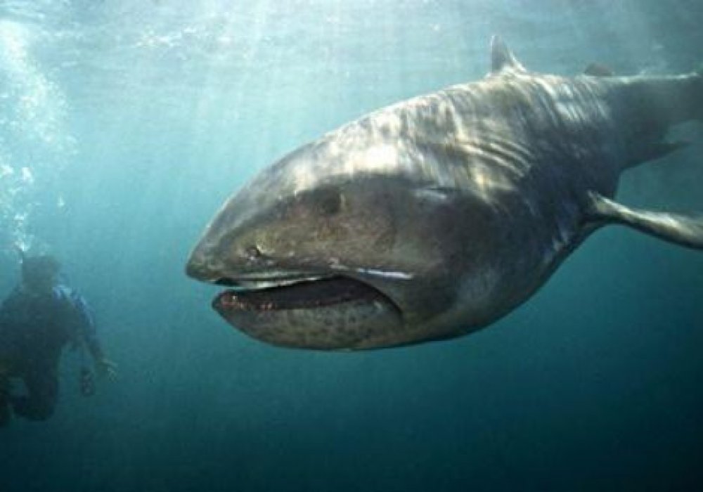 © megamouth-shark.etc64.com