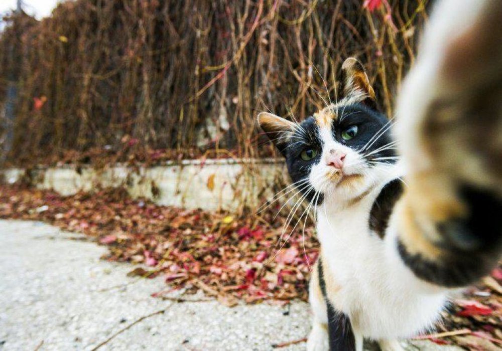 But first let me take a selfie. © Сomedy Pet Photography Awards