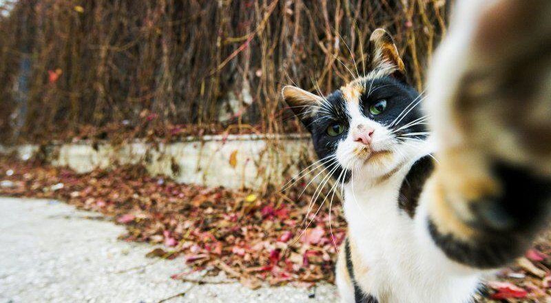 But first let me take a selfie. © Сomedy Pet Photography Awards