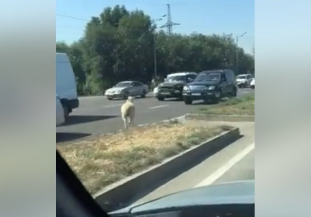 Скрин с видео