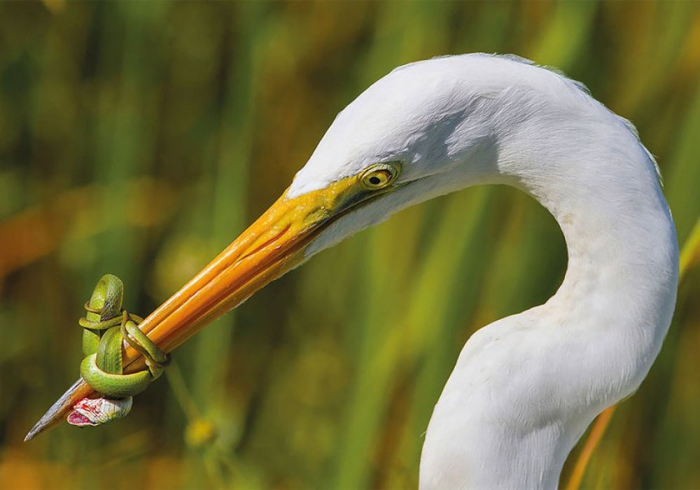 © Jose Garcia / 2017 Bird Photographer of the Year Awards