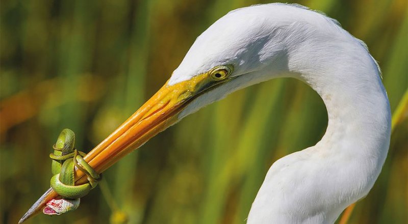 © Jose Garcia / 2017 Bird Photographer of the Year Awards