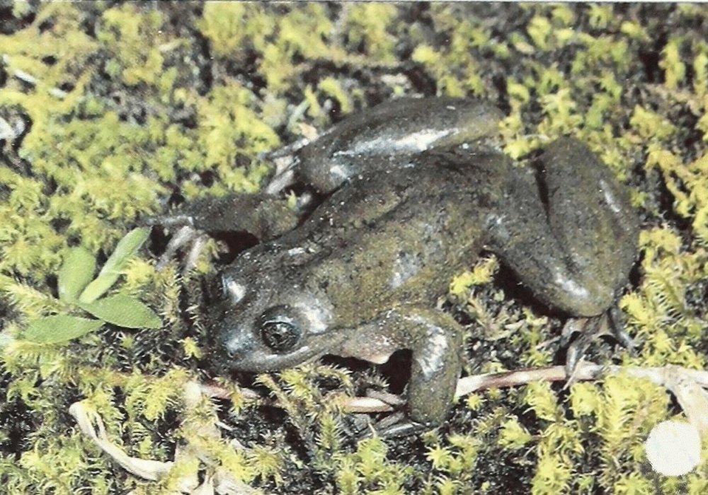 Лягушка Telmatobius yuracare. Фото: commons.wikimedia.org