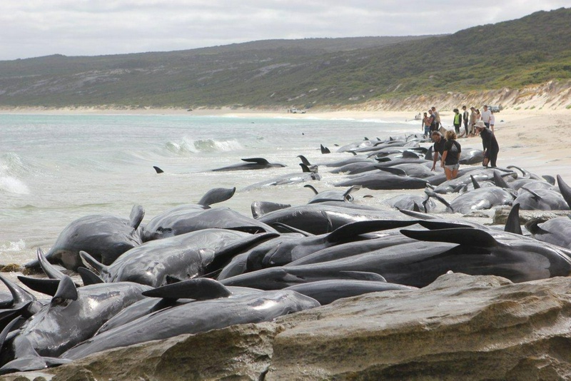 Фото: twitter.com/WAParksWildlife