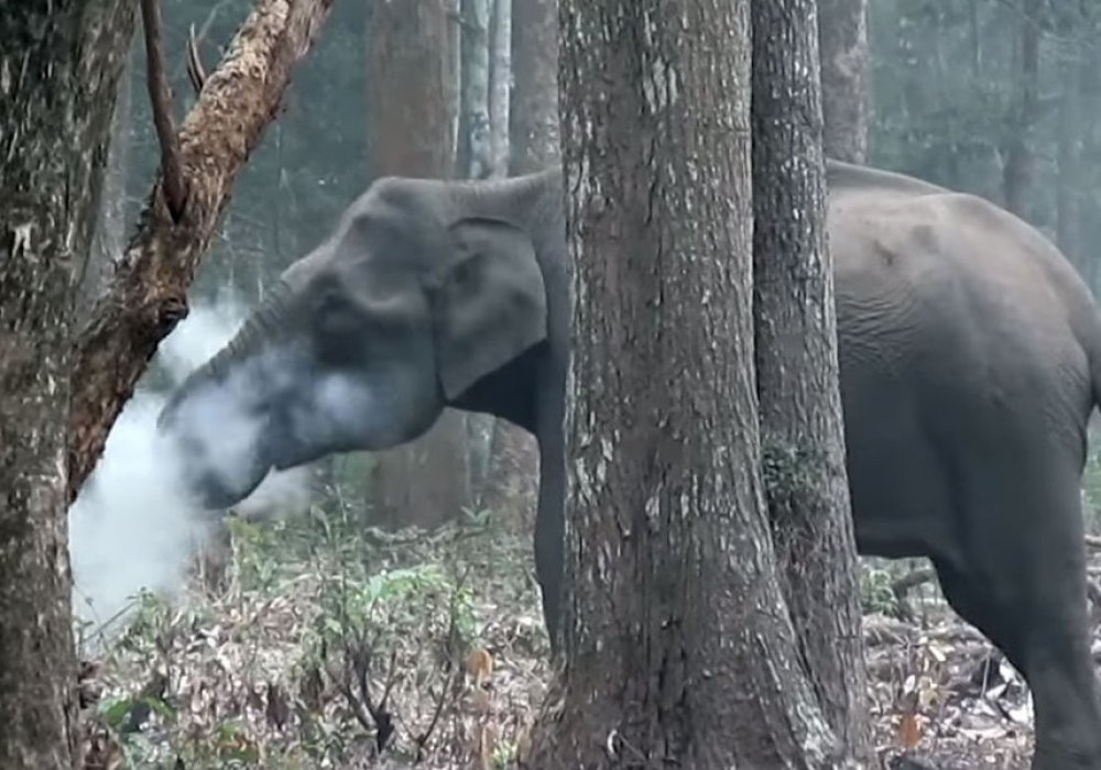 Кадр из видео The Smoking Elephant!