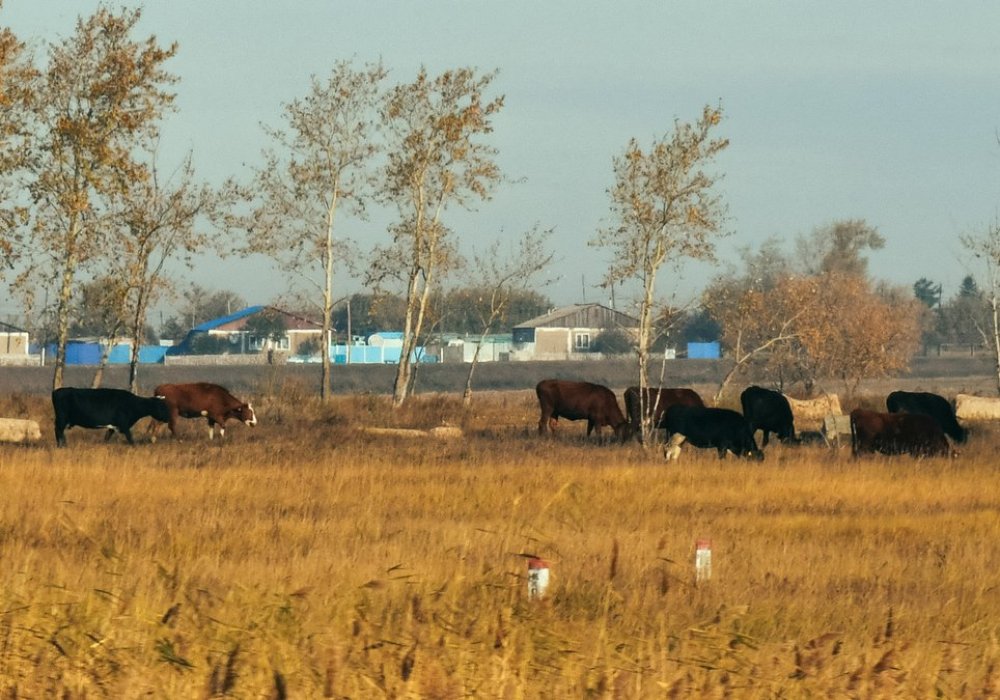 Фото Турар Казангапов ©