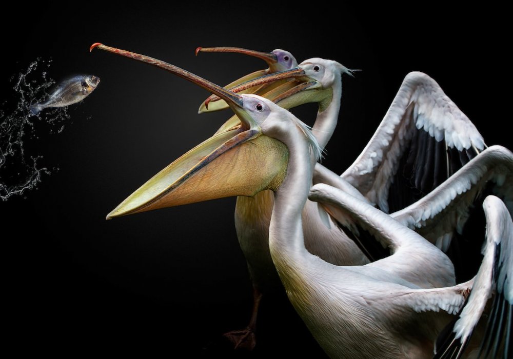 © Pedro Jarque Krebs/Bird Photographer of the Year