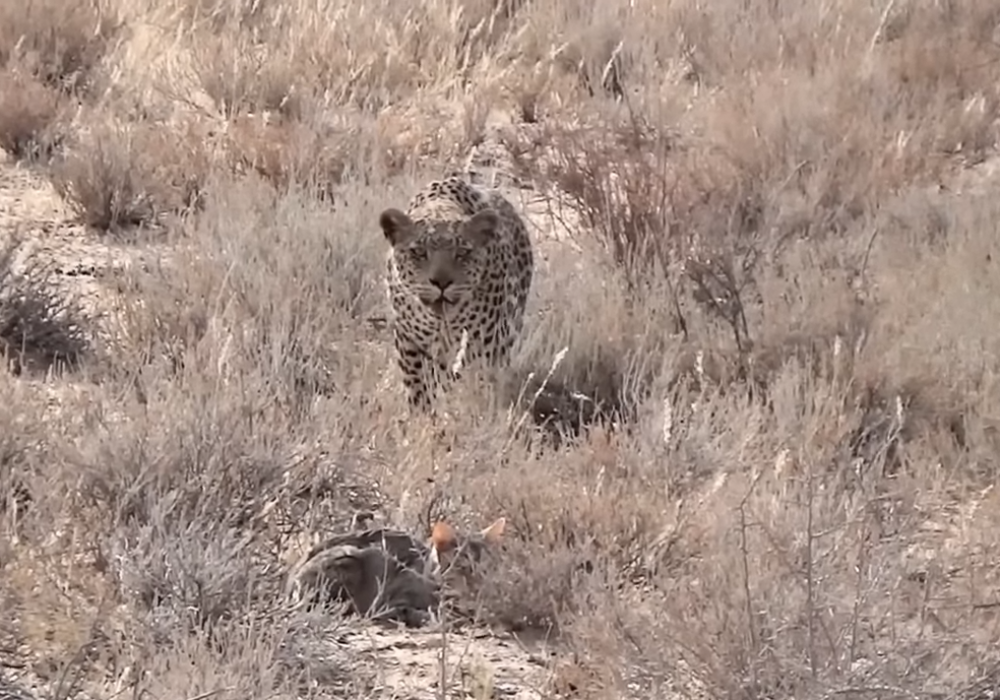 © youtube.com/Maasai Sightings