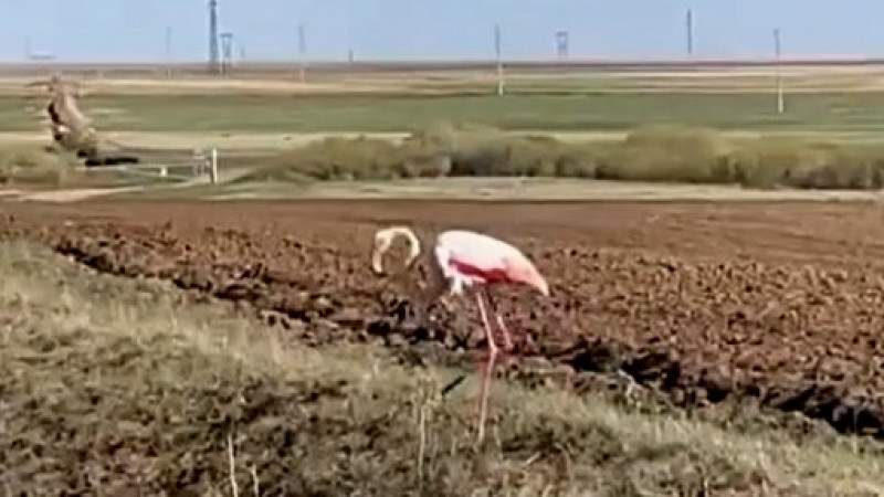 Скриншот с видео.