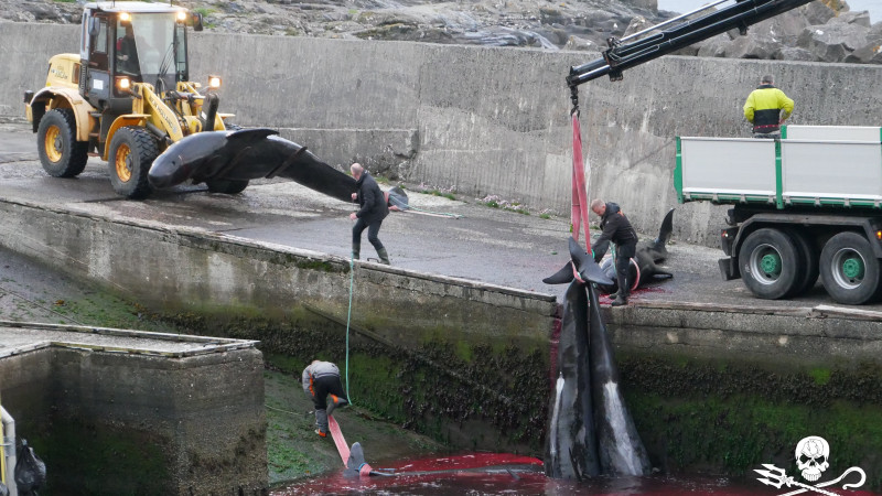 Фото:twitter.com/seashepherd_uk