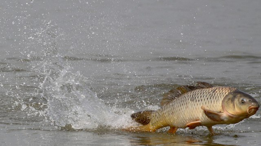 Иллюстрированное фото :carpfishing-media.com